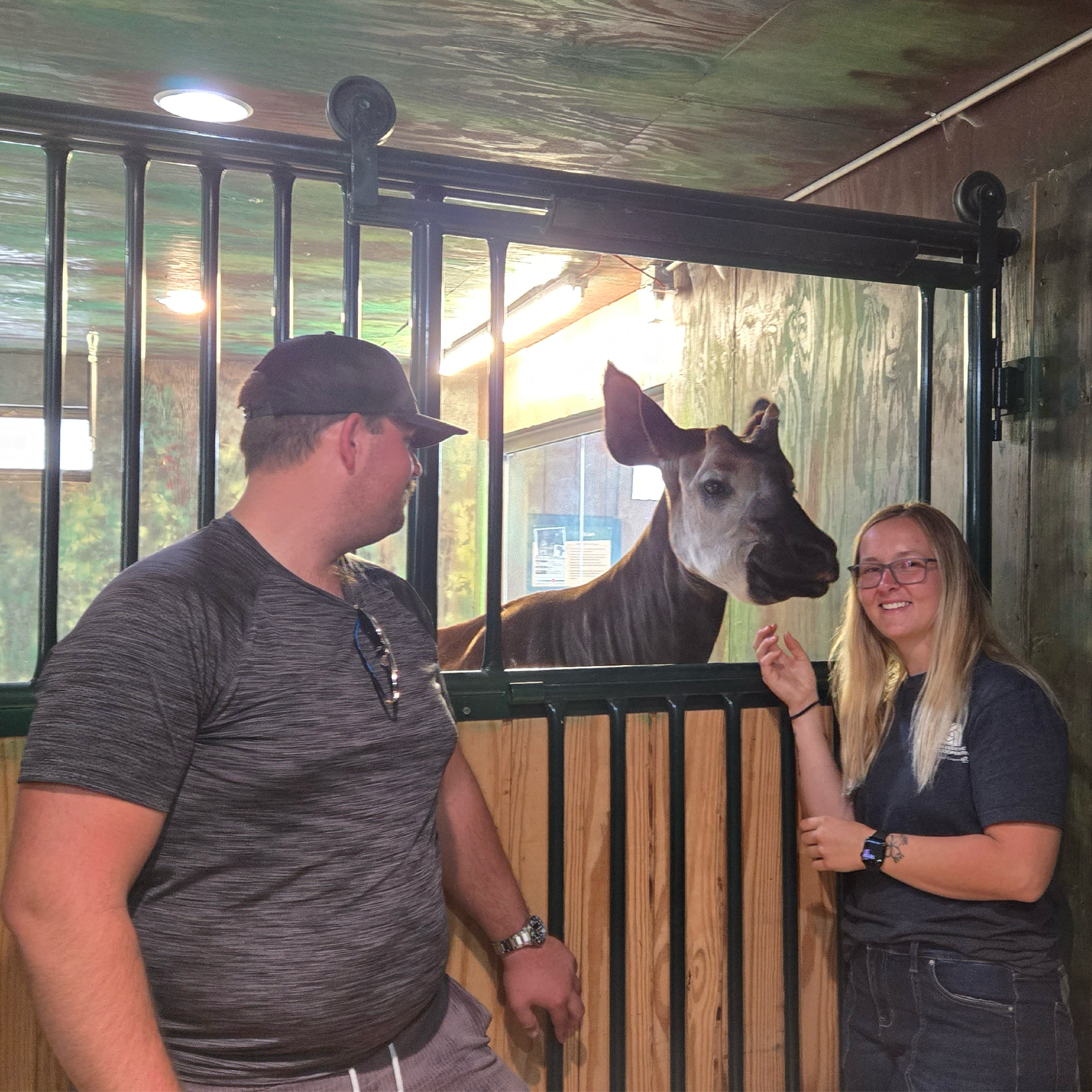 Okapi Photo 2